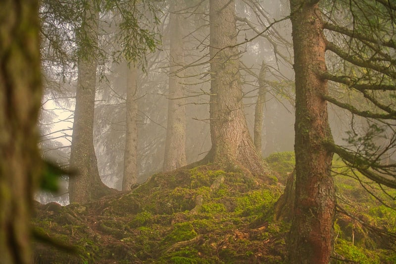 Forest Nature Walk