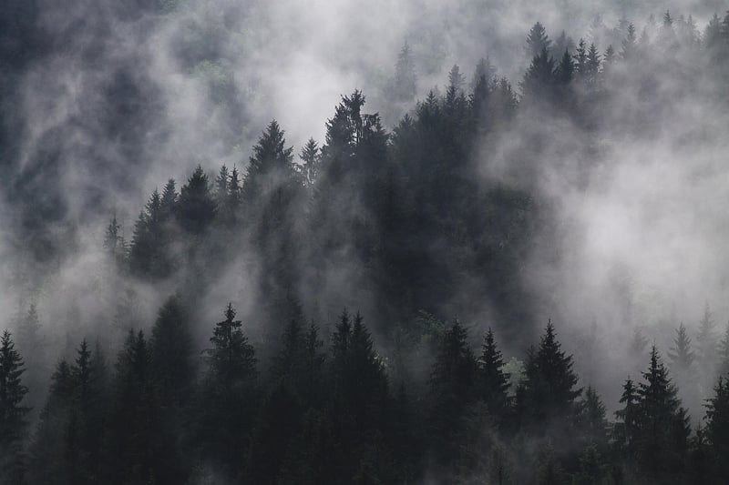 Mystical Forest